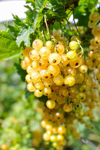 HGBO 20 Seeds Golden Currant Berry Seeds Ribes Aureum Edible Fruit Bush Vine Shi - £6.73 GBP