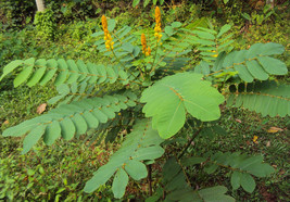 Emperor&#39;s Candlestick Plant Seeds ~Senna alata~ Cassia - £3.09 GBP