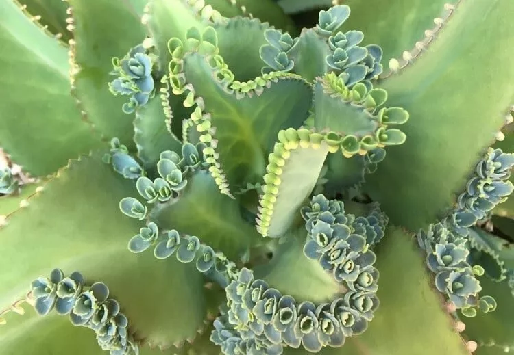 Mother of thousands millions Kalanchoe daigremontiana mexican hat 10 bab... - $26.99