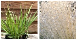 2 Silver Blonde Grass Plug Starter Plant Garden - £48.94 GBP