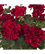 10 Double Red Geranium Seeds Hanging Basket Perennial Flowers Seed - $13.98