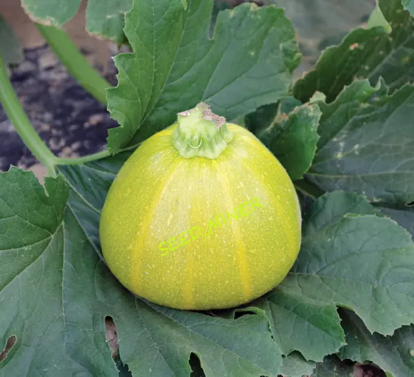 Squash Summer Shrek Hard To Find Zucchini Type Fresh Organic Seeds Non Gmo Garde - £9.50 GBP