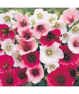 50 SEEDS MALOPE TRIFIDA MIX QUICK GARDEN GLOW WITH HEIRLOOM - $8.35