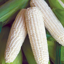 100 Organic Sticky Waxy Sweet White Corn - £24.82 GBP