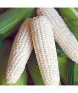 100 Organic Sticky Waxy Sweet White Corn - £23.26 GBP