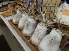 jackalopes 4 point taxidermy mount real antlers (295 Each) - $295.00
