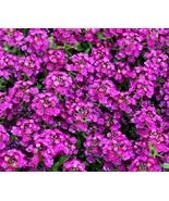 Alyssum Royal Purple Carpet 200 Seeds Free Shipping - $76.02 MXN