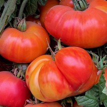 New Oaxacan Jewel Tomato Seeds Organic Fresh USA Garden - $6.38