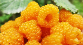 Rubus Ellipticus Himalayan Golden Raspberry Fruit Seeds Garden USA SELLER - £13.90 GBP