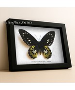 Birdwing Butterfly Ornithoptera Rothschildi Female Taxidermy Framed Shad... - $2,046.19 MXN