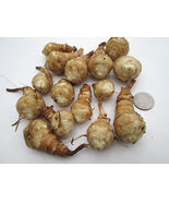 10+ Jerusalem Artichoke tubers for planting- Helianthus tuberosus - Fres... - $477.13 MXN