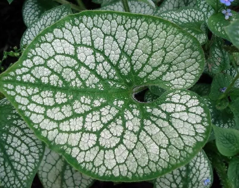 Sea Heart Brunnera Shade Blue Flowers Gallon Pot Seeds Non-Hybrid,50 Seeds  - $9.50