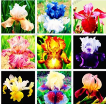 Iris Perennial Seed Butterfly Iris Flower Easy To Grow Color: Mix - $14.99