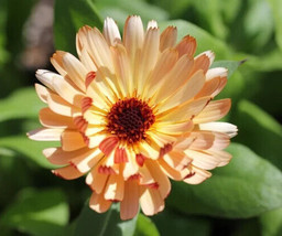 Calendula Sunset Buff 50 Seeds Heirloom Flower Medicinal Herb Fresh - £12.80 GBP