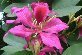 FREE SHIPPING Bauhinia purpurea Butterfly Orchid Tree Camels Foot 5 Seeds - £14.34 GBP