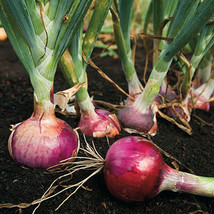 USA SELLER Red Burgundy Onion Allium Short Day Purple Scallion Vegetable Free Sh - £9.62 GBP