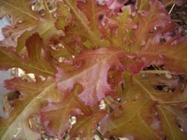 Thjar 3000 Cimmaron Red Romaine Lettuce Lactuca Sativa Vegetable Seeds - $4.99