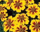 French Marigold Naughty Marrietta Seeds, Dwarf Compact,  FREE SHIPPING - $1.67+