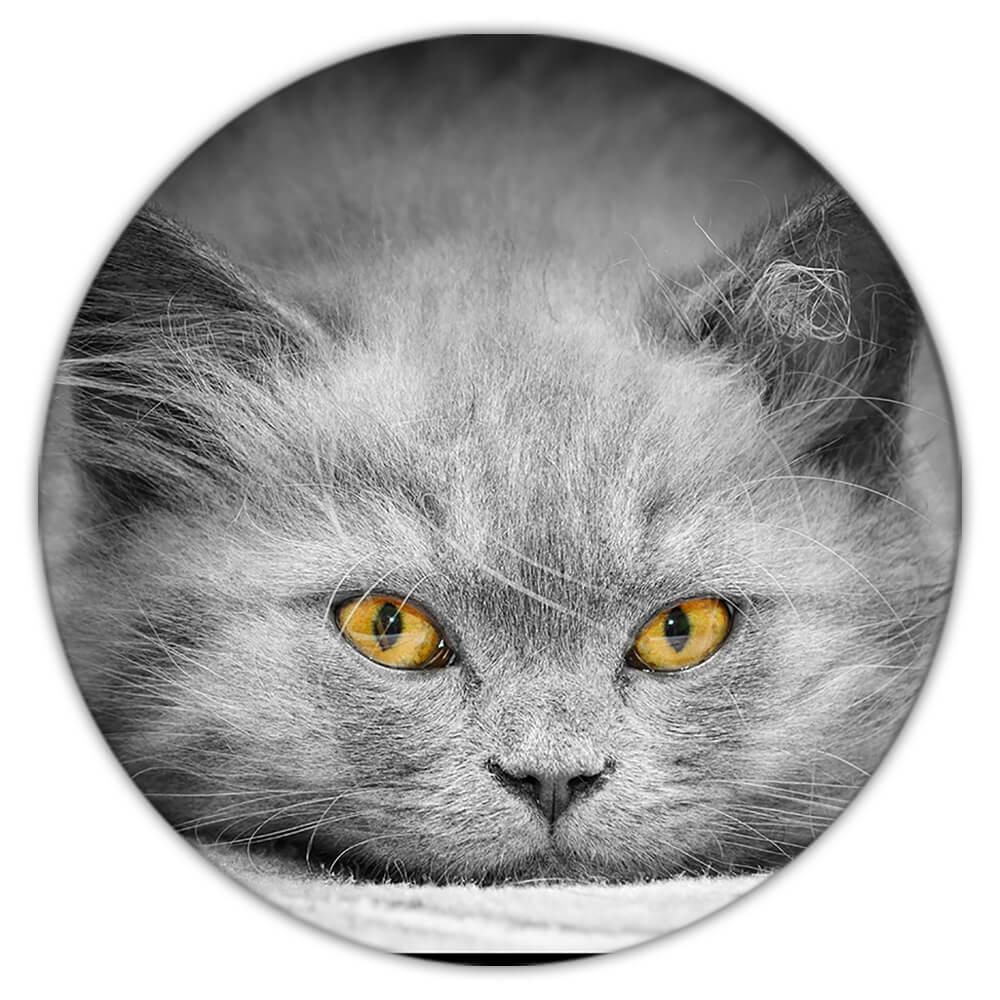 Primary image for Cat Plotting : Gift Coaster Cute Animal Kitten Funny Not Quiet Eyes Sepia Artist