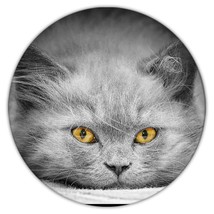 Cat Plotting : Gift Coaster Cute Animal Kitten Funny Not Quiet Eyes Sepia Artist - £3.97 GBP