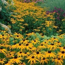 From Usa Black Eyed Susan Perennial Rudbeckia Native Wildflower Usa Non-GMO 500 - £3.18 GBP