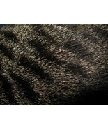 Grey Tabby Fur - £1.57 GBP