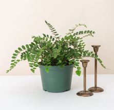 1 Pcs Button Fern - Plastic Growers Pot - 6&quot; Diameter Plant - Live Houseplant - £67.86 GBP