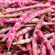 US Seller Bulk Pink Cranberry Bean Dwarf Horticultural Taylor Borlotti Pinto New - £6.23 GBP