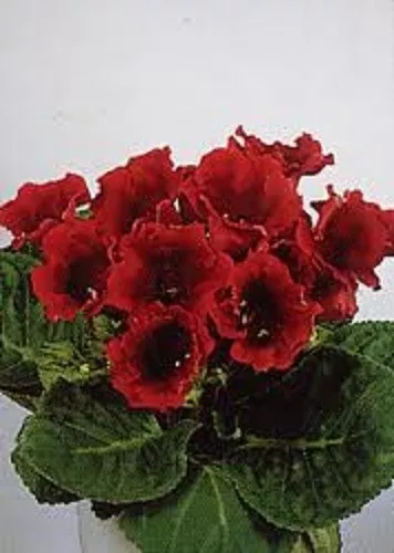 15+ GLOXINIA AVANTI SCARLET FLOWER SEEDS / HOUSE PLANT - $15.09