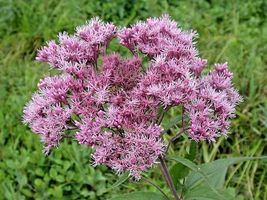 201 Sweet Joe Pye Weed Flower Seeds Wildflower Fragrant Native Pollinato... - £9.59 GBP