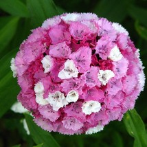 100 Wee Willie Dwarf Sweet William Mixed Colors Dianthus Barbatus Flower Seeds F - $14.45