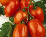100 Rio Grande Italian Paste Tomato Seeds Fast Shipping - $8.99