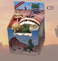Cactus Gift Box Arizona Grown 3 Plants 4&quot; Images Style Pot Southwest Suc... - £17.03 GBP