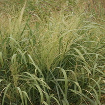 1000 Switchgrass Switch Grass Seeds Kanlow Panicum Virgatum Fresh Garden - $243.64 MXN