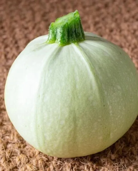 Fresh Cue Ball Squash Seeds For Planting (10 Seeds) Big Yield Of Pool Ball Size  - £14.04 GBP