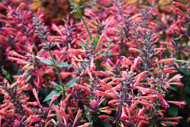 GIB 30 Mixed Colors Agastache Aurantiaca Cana Hummingbird Mint Hyssop Flower See - $18.00