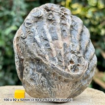 Ctenostreon proboscideum Fossil Bivalve with Attached Worm Tube | Jurassic - $29.31