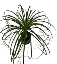 Beaucarneae Recurvata by LEAL PLANTS ECUADOR |Ponytail Palm Bonsai Air P... - £11.78 GBP