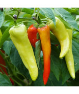10 Vegetable Fresh Seeds Sweet Banana Peppers - $5.98