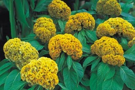 Celosia Argentea Cristata Yellow Cockscomb Seeds USA Fast Shipping - £15.26 GBP