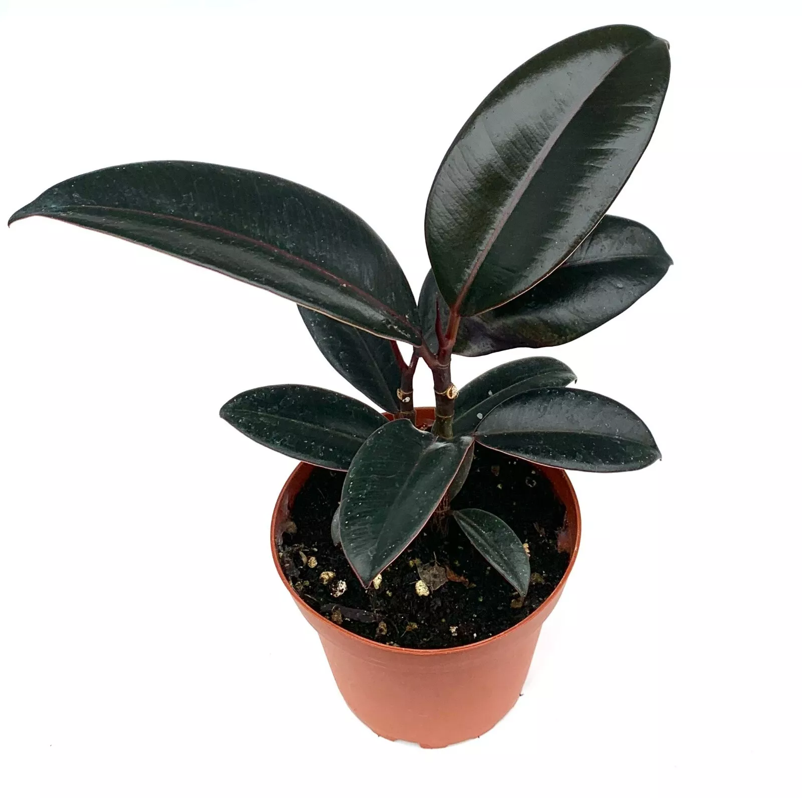 Ficus Decora Burgundy Live Potted House Plants Air Purifying - USA Seller - $36.80