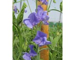 50+ Nice Sweet Pea Seeds | Fragrant Climbing Garden Flowers - $16.50
