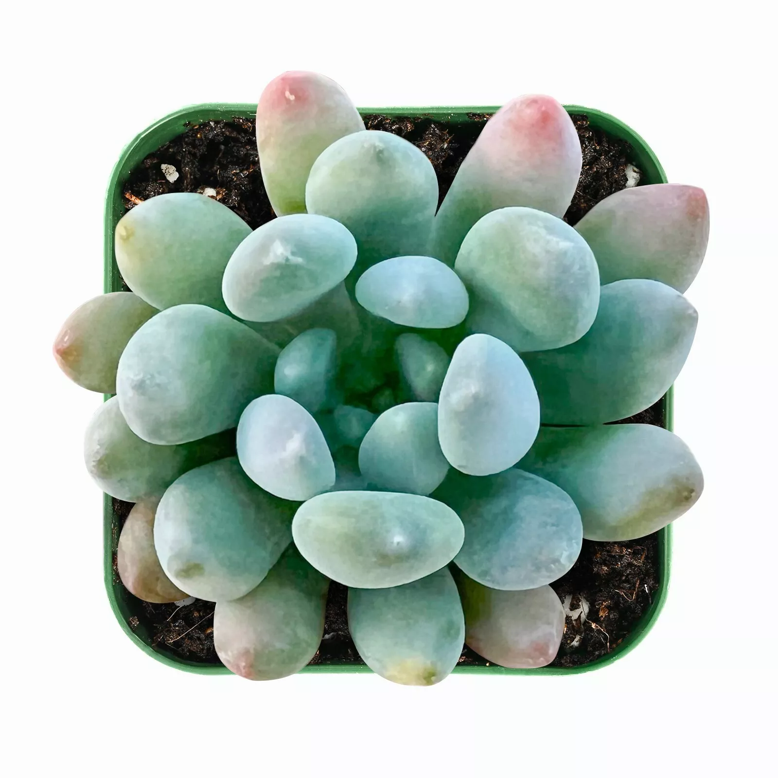Live fresh succulent plant x Pachyveria Clavifolia Fully rooted in 2&#39;&#39; p... - $26.00