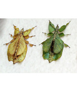 Rare Walking Leaf Phyllium Pulchrifolium Two Forms Framed Entomology Sha... - $144.99