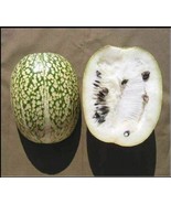 5 Seeds Shark Fin Melon Chilacayote Fig Leaved Malabar Gourd Heirloom Very Rare - $3.95