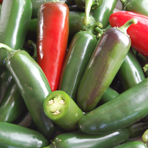 Pepper Seeds - Hot - Jalapeno Early  - Vegetable - Gardening - Free Shippng - £23.83 GBP