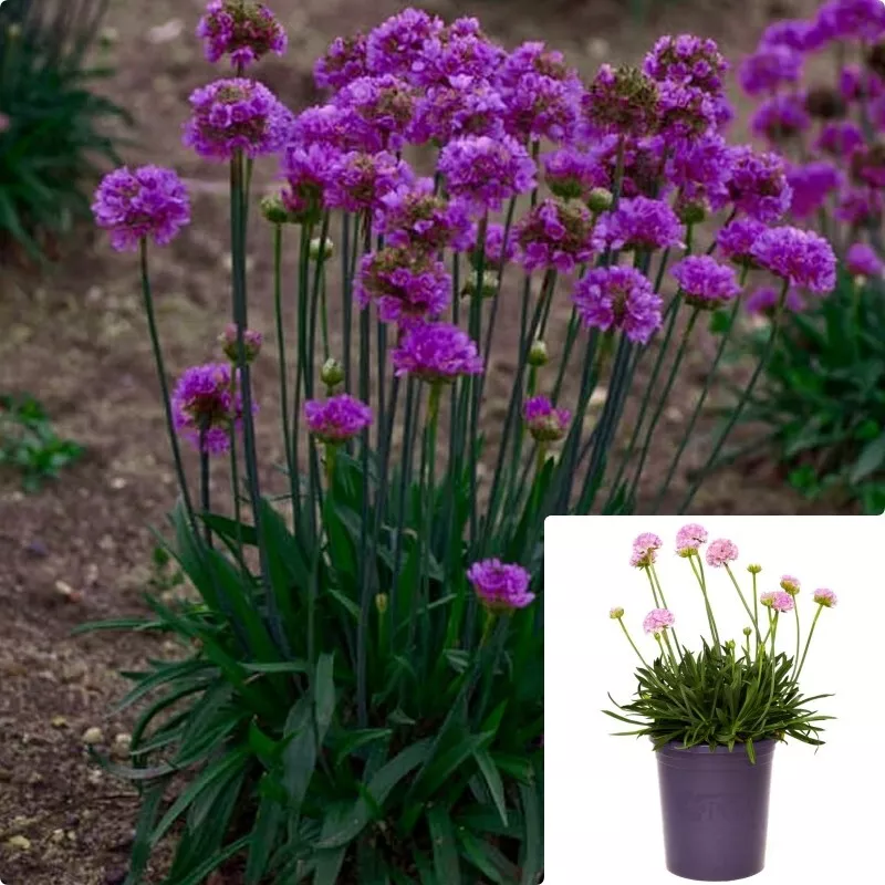 Armeria Dreameria Vivid Dreams 1 Gallon Plant Thrift Sea Pinks Live plant - $36.99