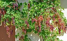 1 Catawba purple/red grape living plant. Live rooted starter plant zones 4-8 USA - £35.91 GBP