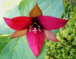 Red Trillium 5 Bulbs,Wood Lily (Trillium erectum) | Hardy in Zones 4-8 - £20.77 GBP