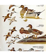 Ducks Pintail Gadwall Widgeons 1966 Color Bird Art Print Nature ADBN1r - $19.99